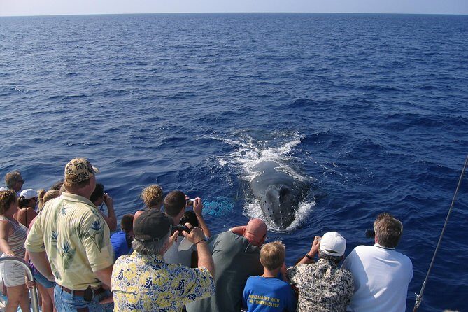 Late-Morning Whale Watch on our Power Catamaran - Marine naturalists, live whale sound, and why the hydrophone changes everything