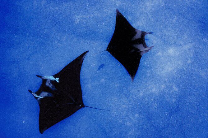Manta Magic: Small-Group Manta Ray Night Snorkel in Kailua Kona - Keauhou Harbor to the manta site: a short trip with a clear goal