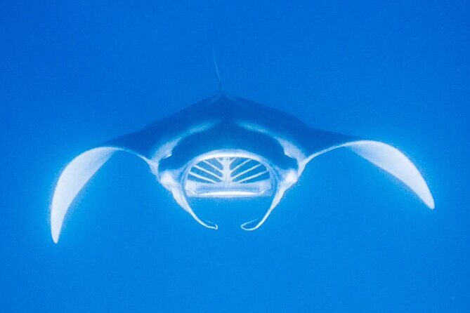 Manta Magic: Small-Group Manta Ray Night Snorkel in Kailua Kona - Small-group vibes: why the experience feels less hectic