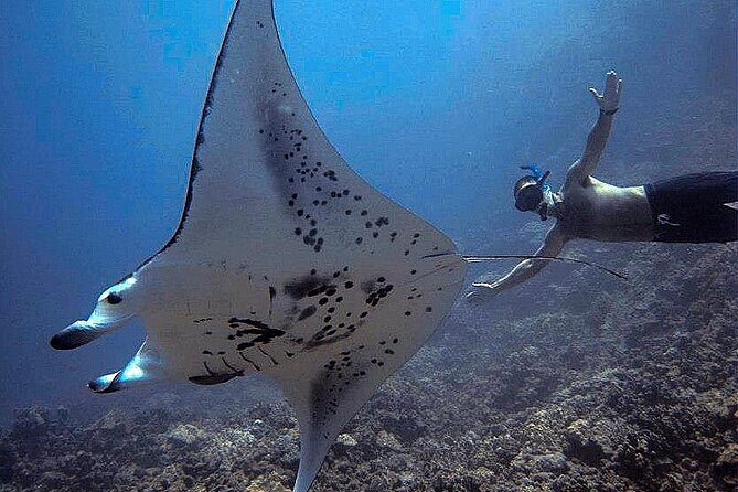 Manta Magic: Small-Group Manta Ray Night Snorkel in Kailua Kona - Gear and comfort: wetsuit tops, warmth, and night conditions
