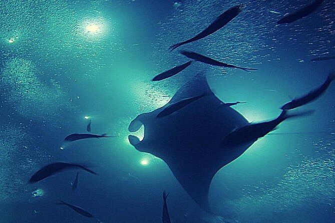 Manta Magic: Small-Group Manta Ray Night Snorkel in Kailua Kona - Safety and who should think twice