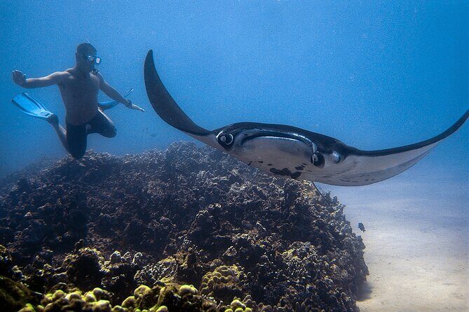 Manta Magic: Small-Group Manta Ray Night Snorkel in Kailua Kona - How to make the most of your Kona manta night