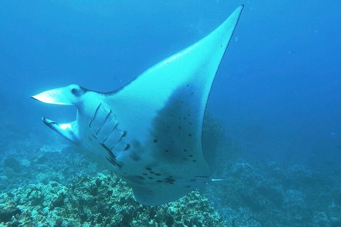 Manta Ray Night Snorkel at Kona, Big Island - Key things to know before you go