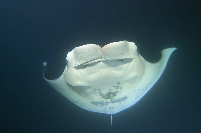 Manta Ray Night Snorkel at Kona, Big Island - What Equipment You Get (and Why No Fins Matters)