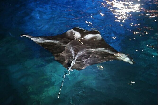 Manta Ray Night Snorkel Experience of a Lifetime - Price and What You’re Really Paying For