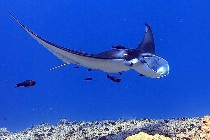 Manta Ray Night Snorkel Experience of a Lifetime - The Wildlife Reality Check: Manta Policy Without Sugarcoating