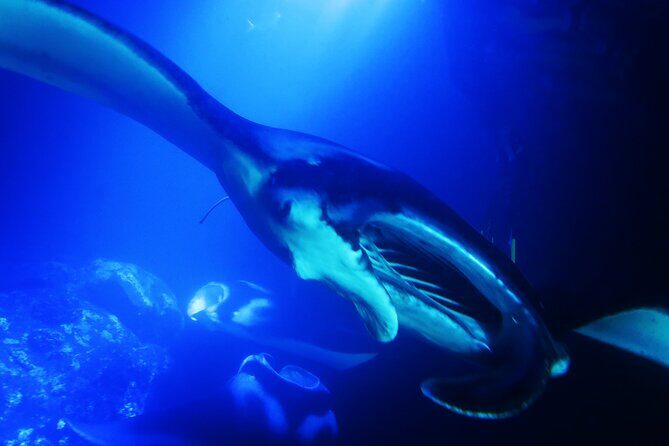Manta Ray Night Snorkel Experience of a Lifetime - Who Should Book This: Fit Check Before You Commit