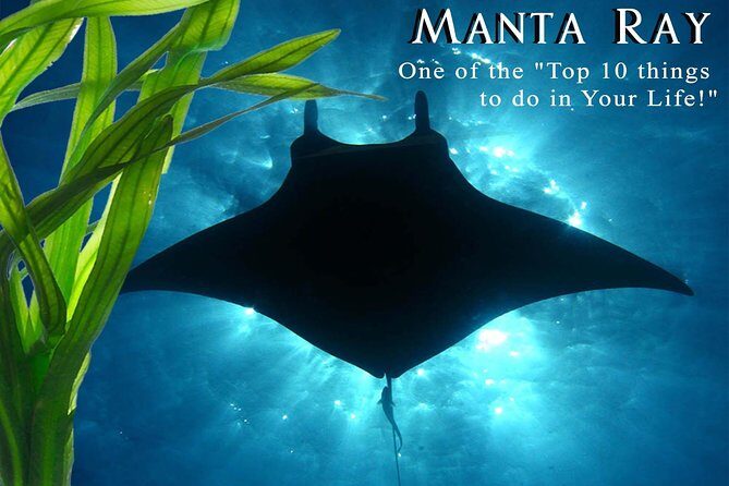 Manta Ray Night Snorkel from Kona — Small Group - What the Crew Provides (and What You Still Must Bring)
