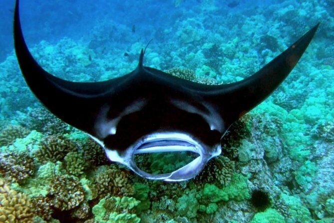 Manta Ray Night Snorkel from Kona — Small Group - The Boat Time That Sets Up Your Manta Moment