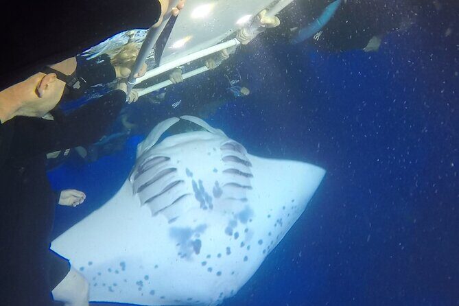 Manta Ray Night Snorkel from Kona — Small Group - Garden Eel Cove / Manta Heaven: Where the Lights Do the Work