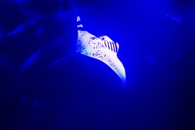 Manta Ray Night Snorkel in Kona - Key Highlights You Should Know