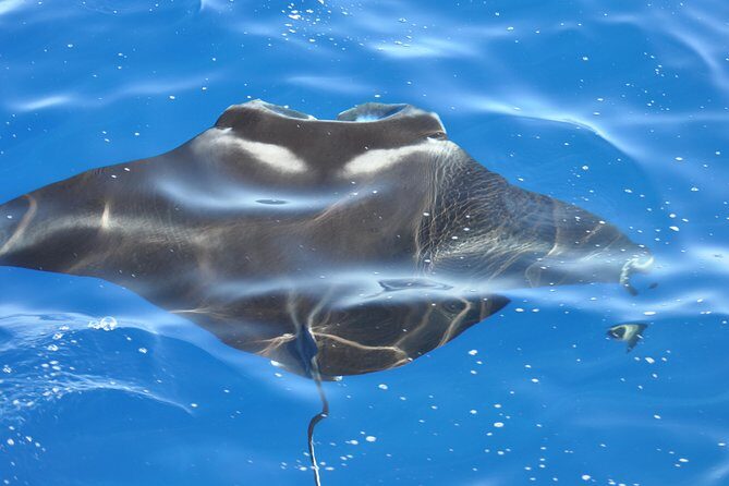Manta Ray Night Snorkel Kona - Coral Reef Snorkel Adventures - Key takeaways before you go