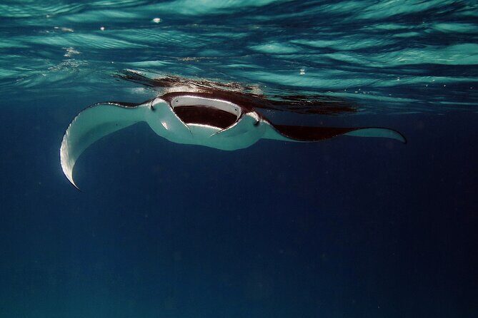 Manta Ray Night Snorkel Kona - Coral Reef Snorkel Adventures - Price and what makes $125 feel fair
