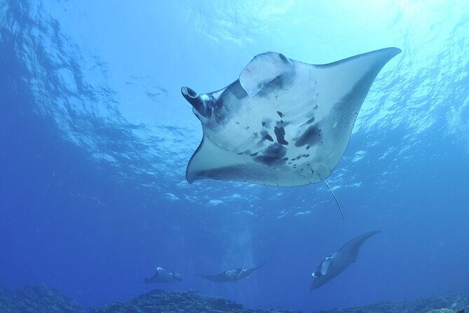 Manta Ray Night Snorkel Kona - Coral Reef Snorkel Adventures - The Superman hold: a simple technique that can tire you