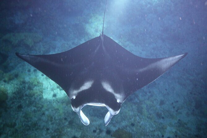 Manta Ray Night Snorkel Tour from Kona - The Short Boat Ride Out Under Moonlight