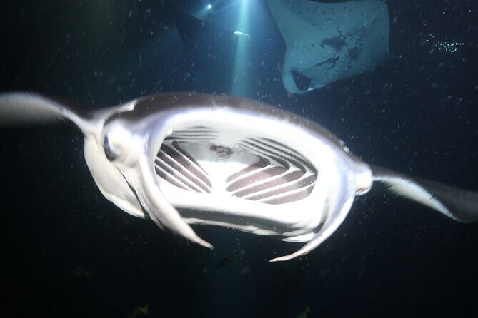Manta Ray Night Snorkel Tour from Kona - The Snorkel Setup: Wetsuit, Gear, and the Mask Rule