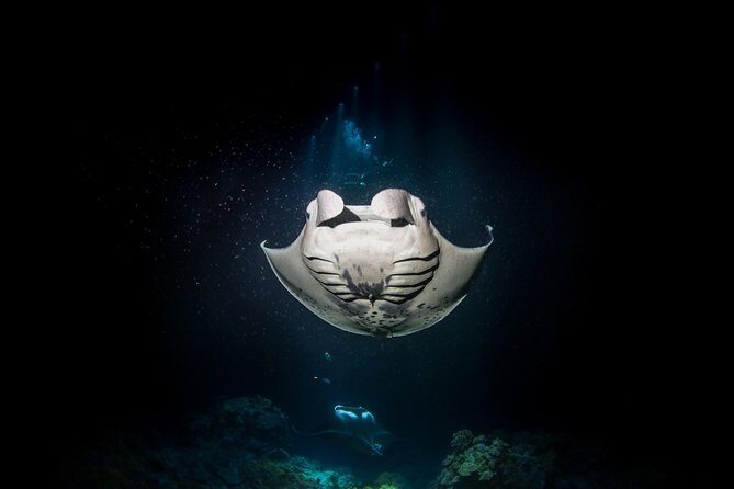 Manta Ray Night Snorkel Tour from Kona - Snorkeling at the Manta Habitat: What You’ll See