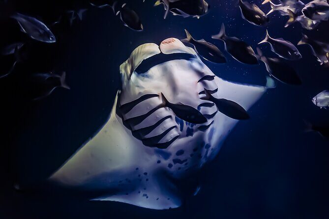 Manta Ray Night Snorkel Tour in Kailua-Kona, Big Island - Key things I’d watch for