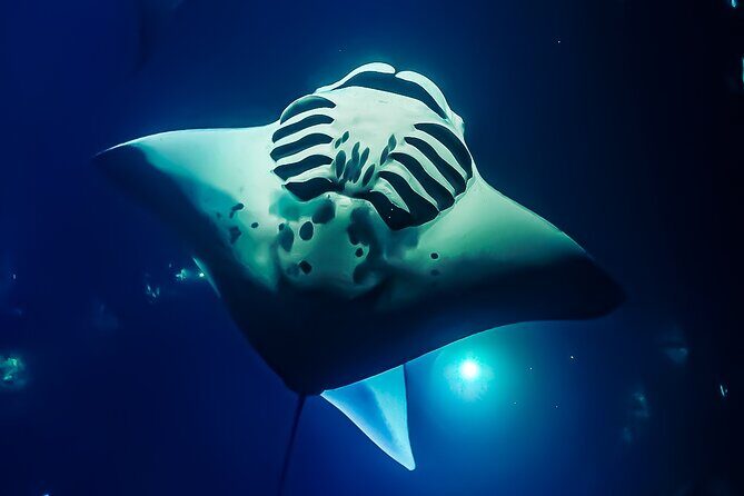 Manta Ray Night Snorkel Tour in Kailua-Kona, Big Island - Cruise to the manta site: Honokohau Harbor to Garden Eel Cove area