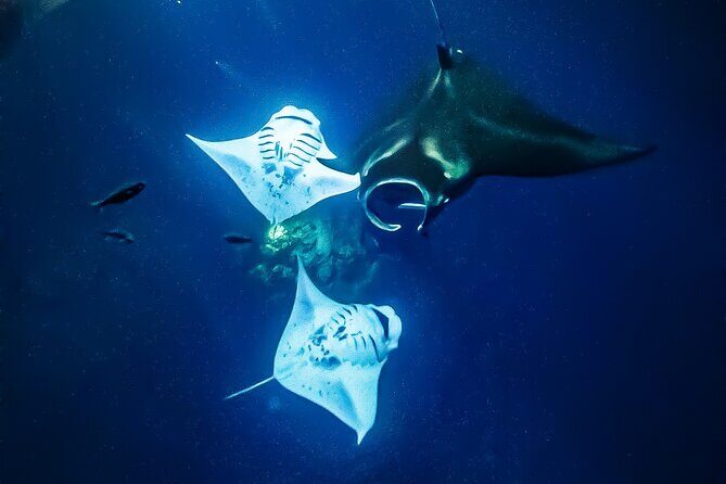 Manta Ray Night Snorkel Tour in Kailua-Kona, Big Island - The water time: jumping in, floating, and watching mantas roll by