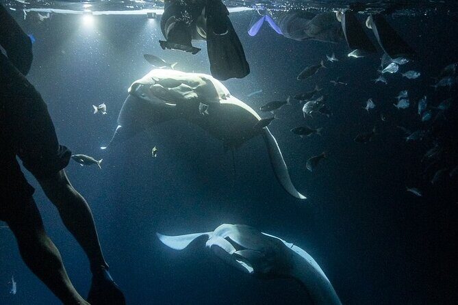 Manta Ray Snorkel Experience - Snorkeling Made Realistic: Gear, Buoyancy, and Confidence for Non-Swimmers