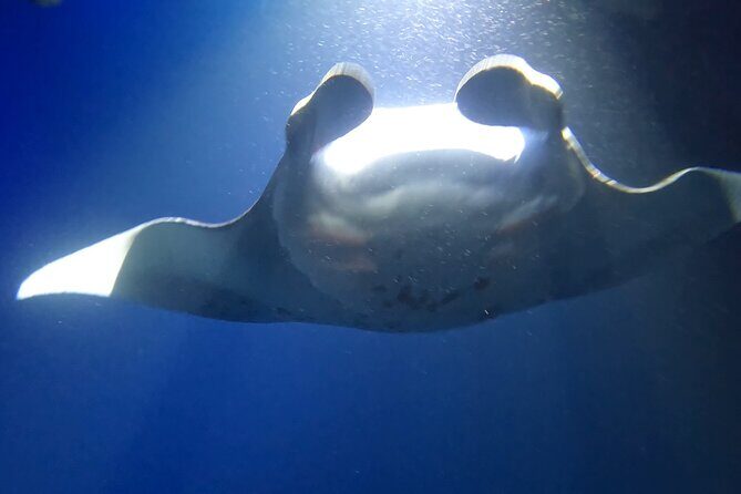 Manta Ray Snorkel Experience - The 2-Hour Flow: Ride Out, Underwater Viewing, Then Snorkel Time