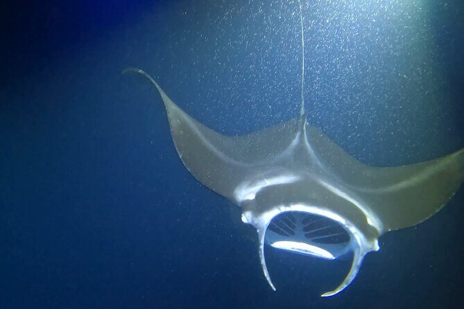 Manta Ray Snorkel Experience - Where It Starts: Meeting Point and What to Bring