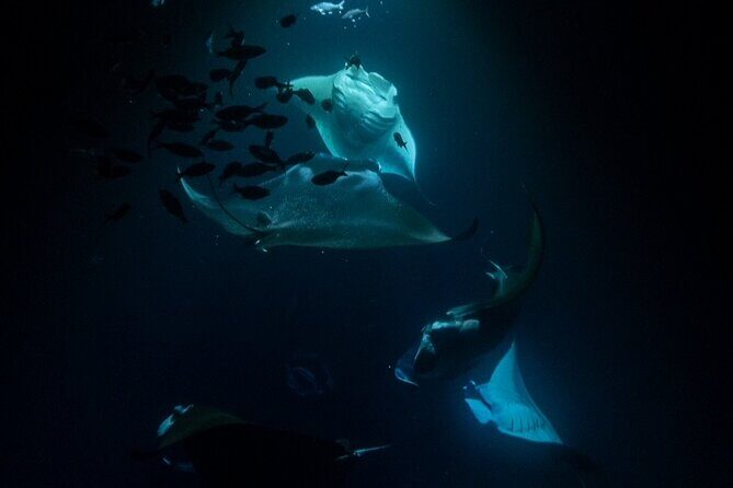 Manta Ray Snorkel Experience - How You’ll See Manta Rays: Viewing Board, Lights, and the Best Chances
