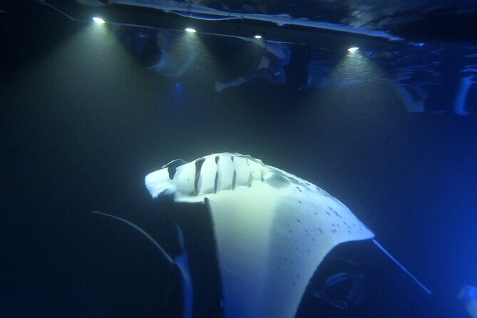Manta Ray Snorkeling by Night in Kailua-Kona, Hawaii - Price check: is $127.10 a good value in Kona?