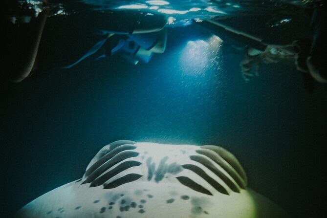 Manta Ray Snorkeling by Night in Kailua-Kona, Hawaii - Manta ray guarantee: what to do if the ocean is quiet