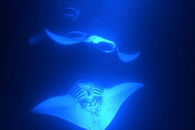 Manta Ray Snorkeling by Night in Kailua-Kona, Hawaii - Practical tips that make the night easier
