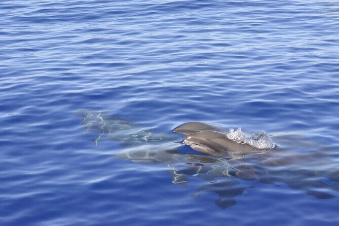 Marine Wildlife Excursion - Wildlife spotting: up to 17 whale and dolphin species (and close sightings)