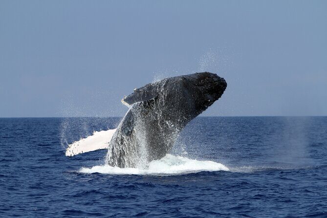 Marine Wildlife Excursion - Safety and guide help: what you can expect on board