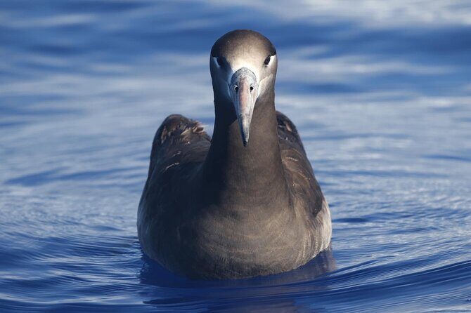 Marine Wildlife Excursion - Snacks, photos, and what to pack for a smooth Kona morning