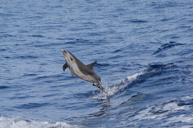 Marine Wildlife Excursion - When snorkeling and sea caves might show up