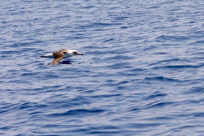 Marine Wildlife Excursion - Who this tour fits best (and who should skip it)