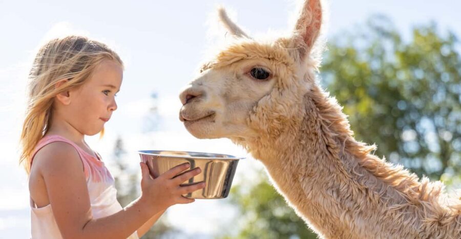 Maui: Alpaca Farm Visit with Hands-On Activities - Key things to notice before you go