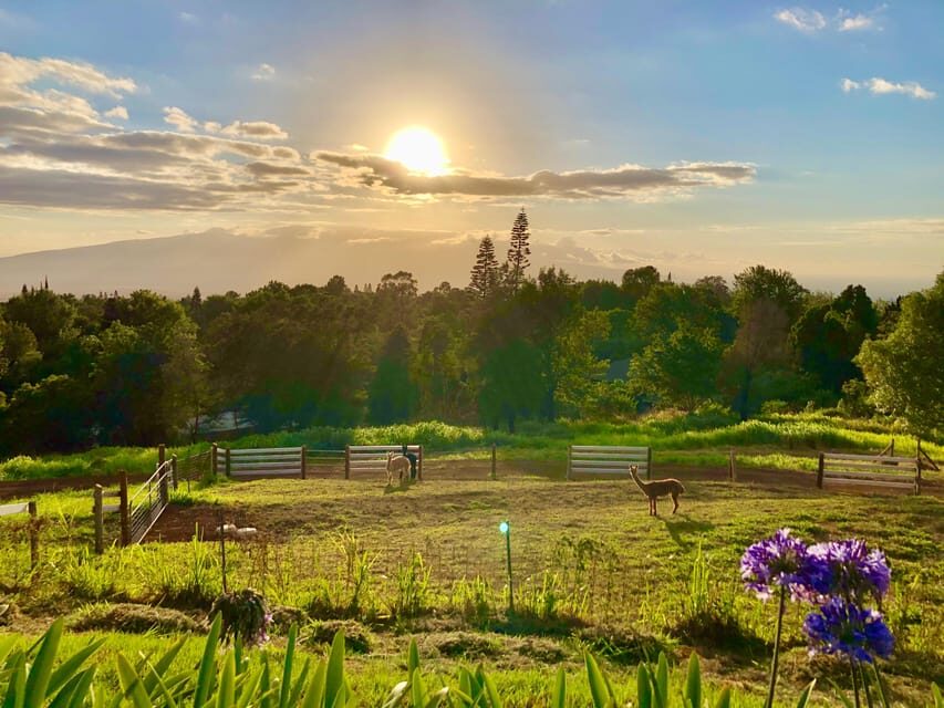 Maui: Alpaca Farm Visit with Hands-On Activities - Fiber Education and The Spinning Wheel Demo That Turns Interest Into Skill