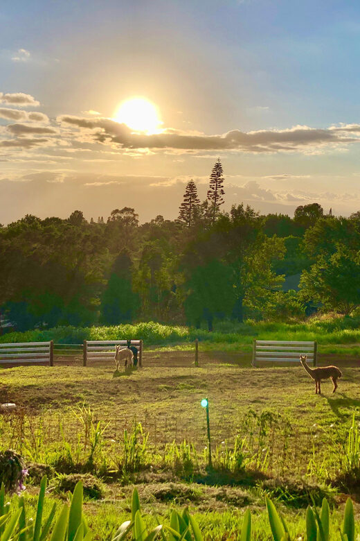 Maui: Alpaca Farm Visit with Hands-On Activities - Upcountry Calm and The ‘Aina Theme Behind The Visit