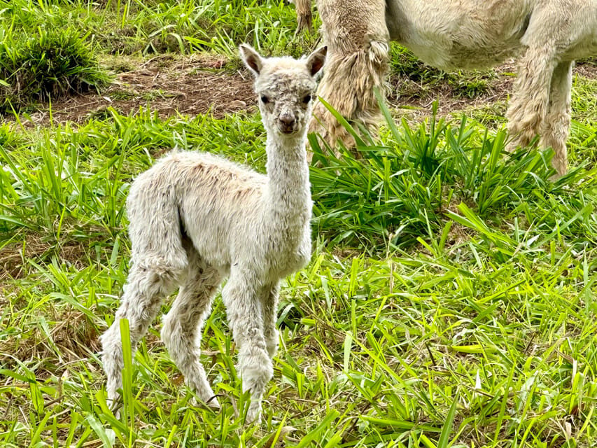 Maui: Alpaca Farm Visit with Hands-On Activities - Price and Value: What $79 For One Hour Actually Buys