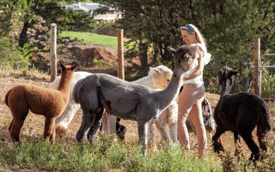 Maui: Alpaca Farm Visit with Hands-On Activities - Who This Tour Fits Best (And Who Might Skip It)