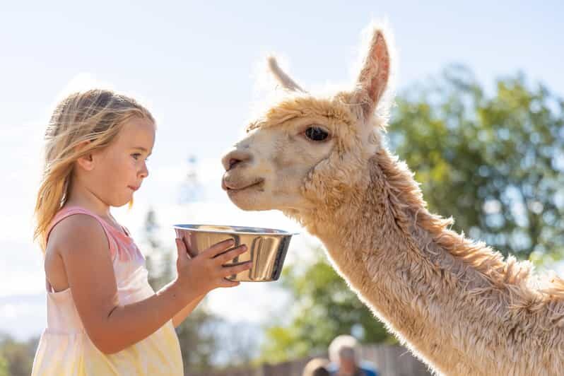 Maui: Alpaca Farm Visit with Hands-On Activities - Alpaca Pasture Time: Feeding, Holding, and Photo Moments