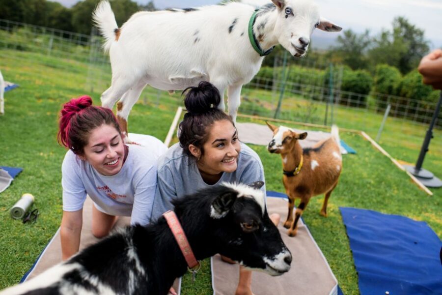 Maui Goat Yoga with Miniature Goats - Goat Farm Views and the Maui Moment Before You Stretch