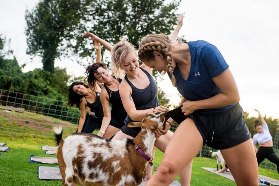 Maui Goat Yoga with Miniature Goats - Your 30–40 Minute Goat-Assisted Yoga Session