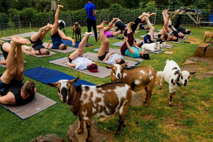 Maui Goat Yoga with Miniature Goats - Who This Maui Goat Yoga Experience Fits Best