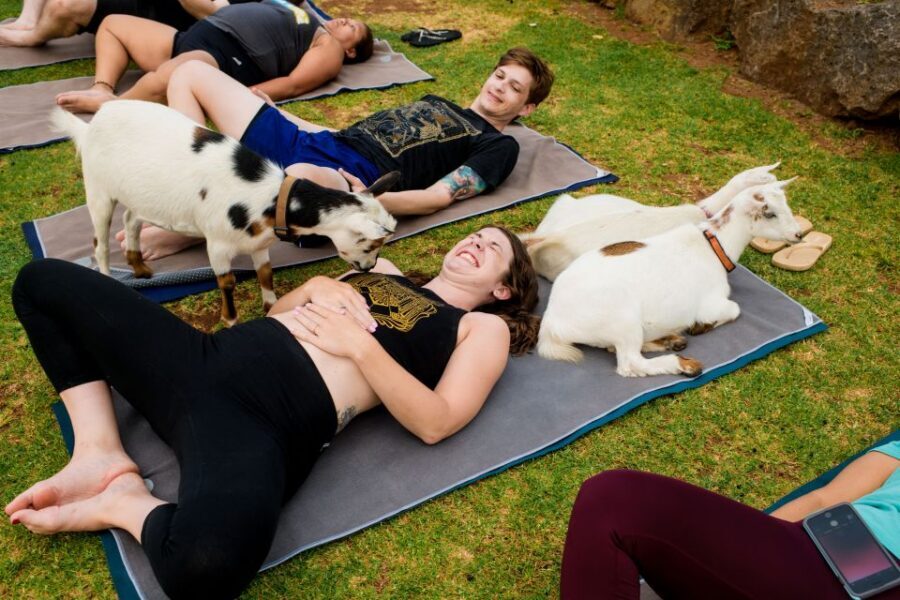 Maui Goat Yoga with Miniature Goats - The 5–10 Minute Goat Etiquette Lesson (Yes, Really)