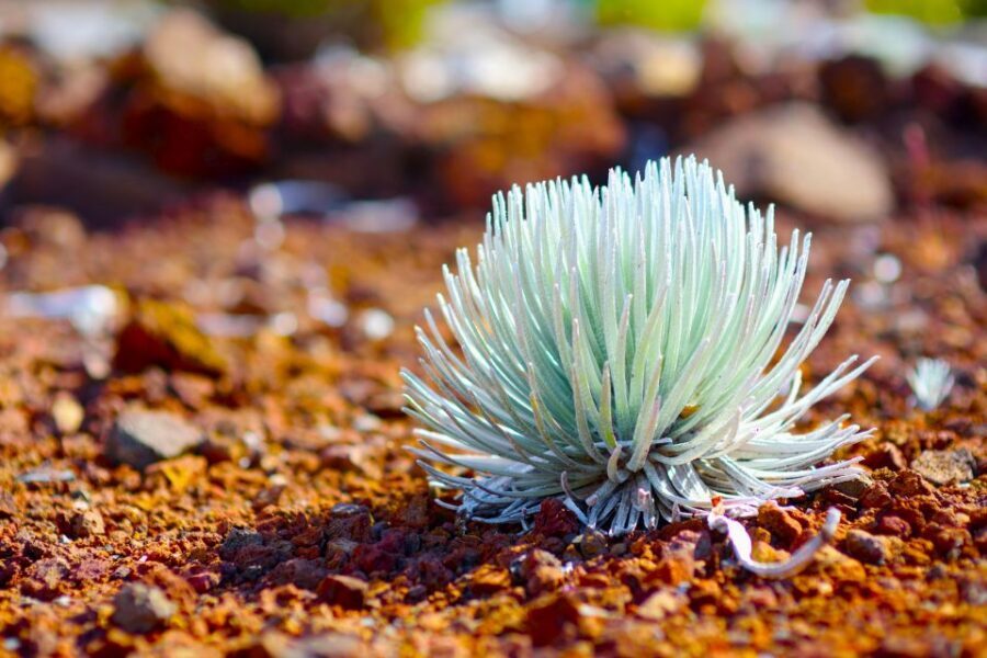 Maui: Haleakala Sunset and Stargazing Tour with Dinner - Dinner at the Summit: How the Meal Changes the Waiting Game