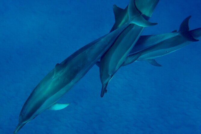 Morning Magic Kayak and Snorkel Adventure in Kealakekua Bay - Price and logistics: is $257.85 per person good value?