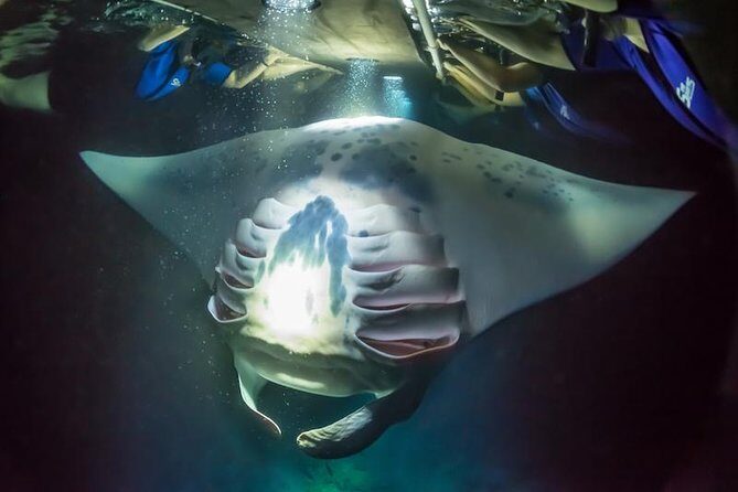 Night Manta Ray Experience - Sea Quest Hawaii Check-In: Fast Prep at the Dock