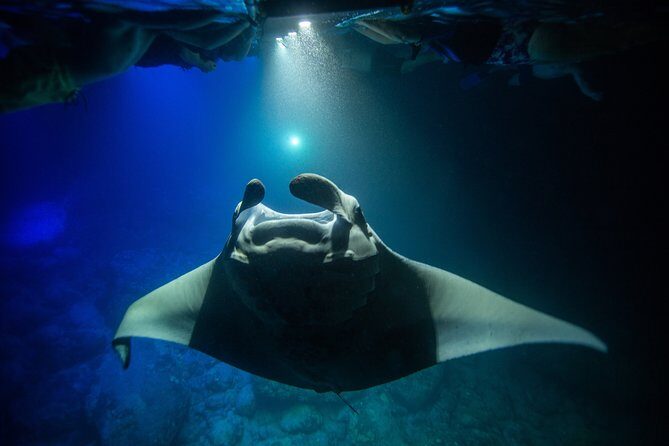 Night Manta Ray Experience - Manta Guarantee: The Safety Net That Changes How You Book
